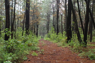 sendero en el bosque