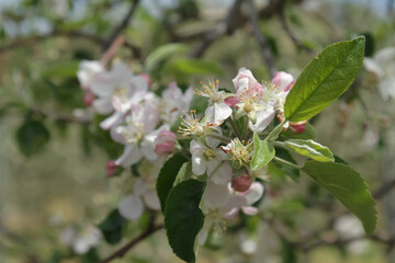 iida, Nagano, Japan, 22-04-2021 , detail of flowers on a tree in an apple field in iida.