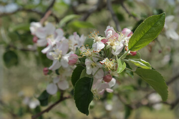 iida, Nagano, Japan, 22-04-2021 , detail of flowers on a tree in an apple field in iida.