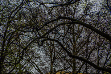 silhouette of a tree