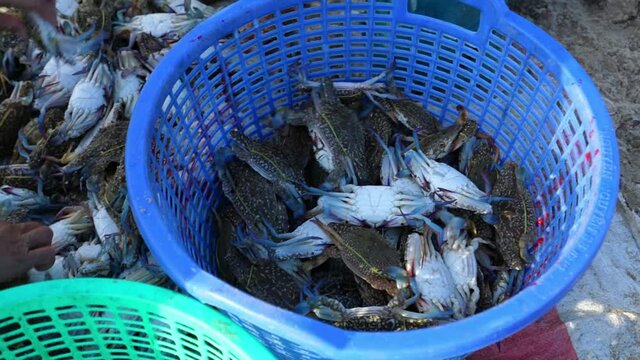 Seafood market session seas, people gather inside crabs, snails, and fish, strenuous rowing fishermen fish brought ashore fishing village in Phan Thiet, Vietnam