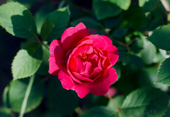 Rose in dewdrops in the garden
