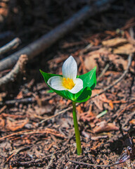 A trillium flower blooming on the forest floor