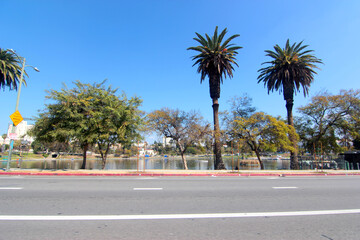 palm trees in the city