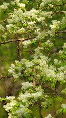 Flower of Maruba-aodamo in the forest