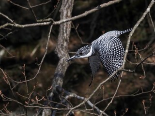 獲物めがけて一直線に飛び込むヤマセミ オス