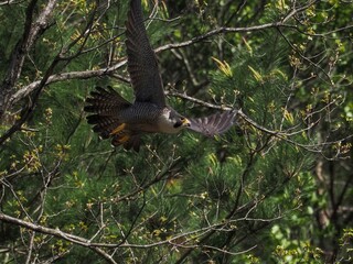 グリーンバックに忙しく飛び回る繁殖期のハヤブサ成鳥オス