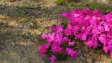 Obraz premium Pink Moss phlox in bloom on the flower bed