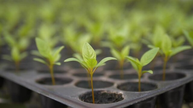 Seedlings in pots , nature grow concept.
