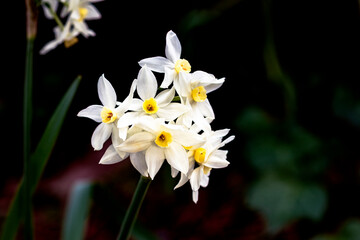 Paperwhites are part of the genus Narcissus which includes plants known as daffodils. - obrazy, fototapety, plakaty