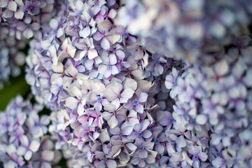 ARBUSTO CON FLORES MORADAS Y ROSAS