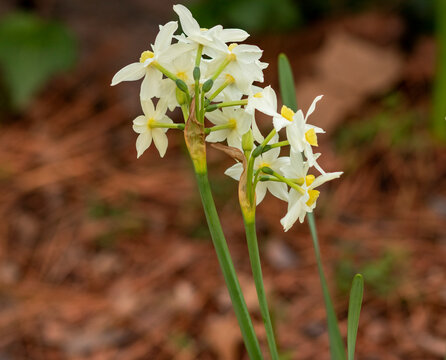 Paperwhites are part of the genus Narcissus which includes plants known as daffodils.