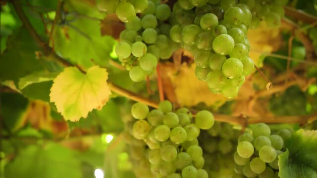 Close up of bunch of ripe grapes hanging on vine at harvest season in a vineyard in Spain