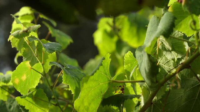 Detail of grape leaves at sunset sun in a vineyard in Galicia in slow motion