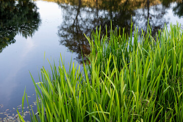 PISCINA NATURAL GREDOS RIO ARAVALLE LA CARRERA