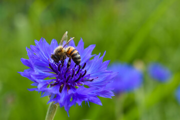 Bee in blue flower