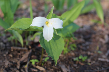 Large-flowered trillium in sun at Linne Woods in Morton Grove, Illinois