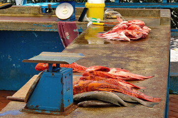 Fresh fish for sale from a concrete counter at the fish market in Puerto Ayora, Santa Cruz Island,...