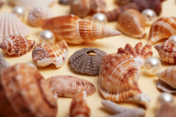 a lot of different empty sea shells on yellow background, macro details