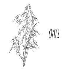 Hand drawn sketch black and white oat branch, grain, seeds, grass. Vector illustration. Elements in graphic style label, card, sticker, menu, package. Engraved style