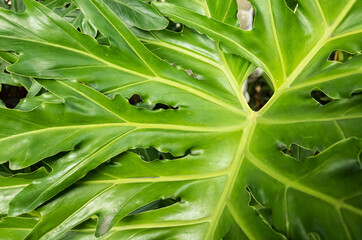 Obraz premium tropical plant background