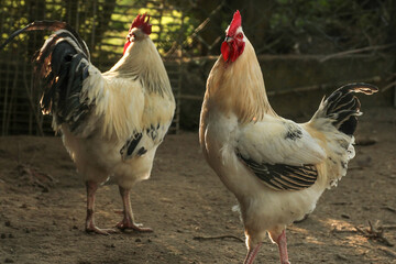 two roosters in their compound