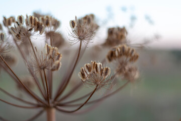 campos de castilla cereales puesta de sol 