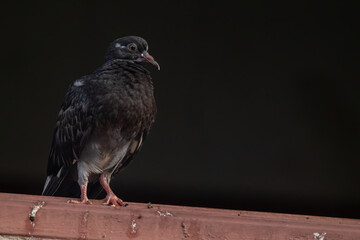 a common house pigeon in nature
