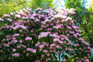 朝地のシャクナゲ