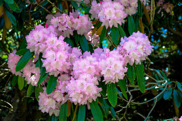 朝地のシャクナゲ