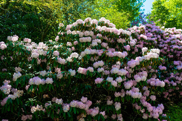 朝地のシャクナゲ