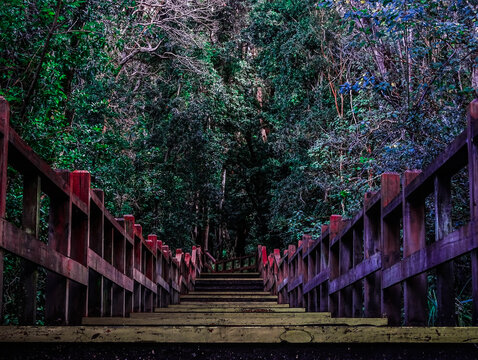 camino de madera hacia el interior de la oscura selva, hacia lo desconocido. comenzando la aventura peligrosa y desconocida. bosque nacional los arrayanes villa langostura patagonia argentina