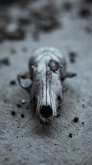 Old dog's skull whited with rains lie on cement. Terrible still life scene