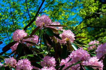 朝地のシャクナゲ