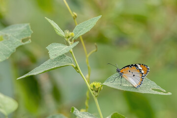 a butterfly standing on green leaf