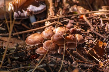 Hongos marrones en el bosque. Canelones, Uruguay