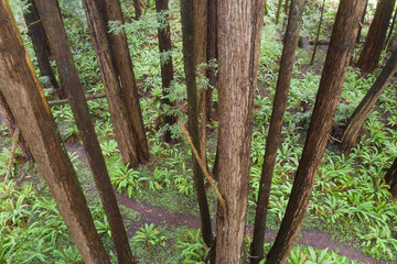 Second growth Redwood trees grow in a forest in Mendocino, California. Redwoods are among the most...