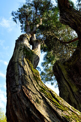 The hill of Tuscany, paradise is next  