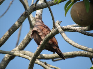 bird on a tree
