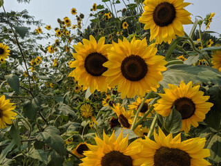 Group of Sunflowers.