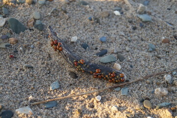 sandy beach on a wooden stick sits a lot of ladybirds insects of red color with black spots spring