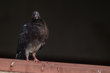 a common house pigeon in nature