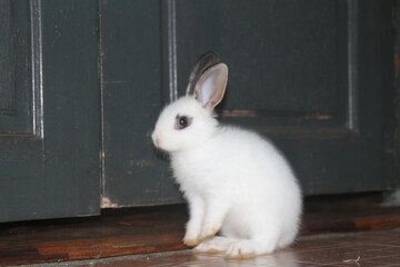 Obraz premium White Rabbit playing indoor