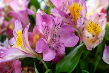 Beautiful vintage background of wildflowers. Delicate flowers close-up with a blurred background.