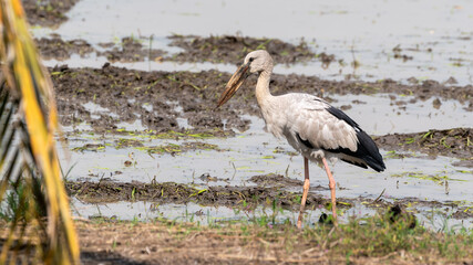 Birds on farmlands