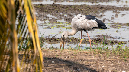 Birds on farmlands