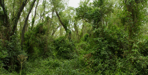Obraz premium Lush vegetation in the jungle. Panorama view of the green forest. Beautiful plants texture and pattern.