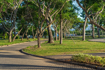 Obraz premium Beautiful trees and grass lawn at the public park