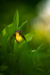  Yellow lady's slipper orchid in natural environment, Cypripedium calceolus
