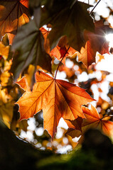 Norwegian Maple Leaves